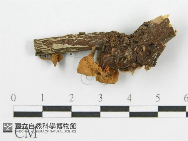 登錄號:F0003656藏品圖，第5張