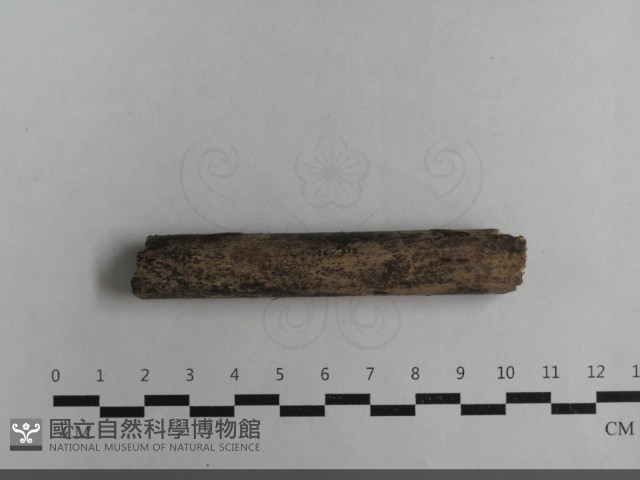 登錄號:F0033656藏品圖，第5張
