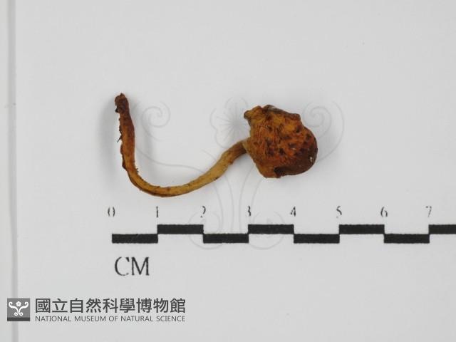 登錄號:F0031456藏品圖，第5張