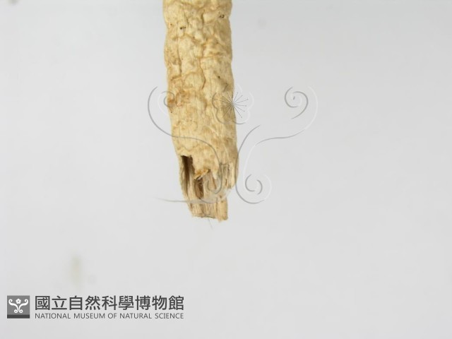 登錄號:F0003556藏品圖，第5張