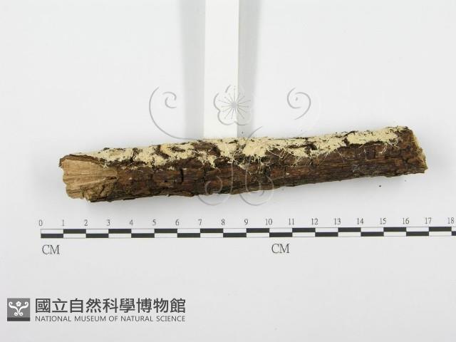 齒耳菌屬藏品圖，第5張