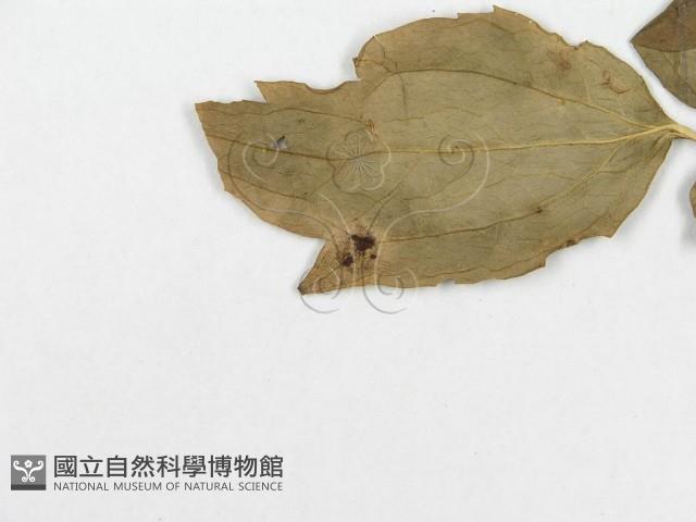 登錄號:F0018946藏品圖，第5張