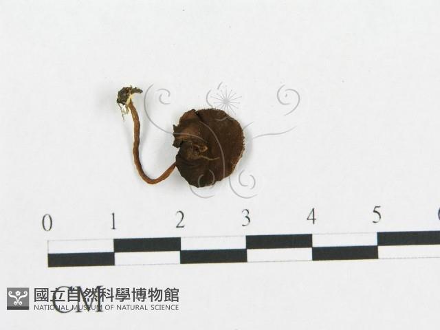 登錄號:F0004946藏品圖，第1張
