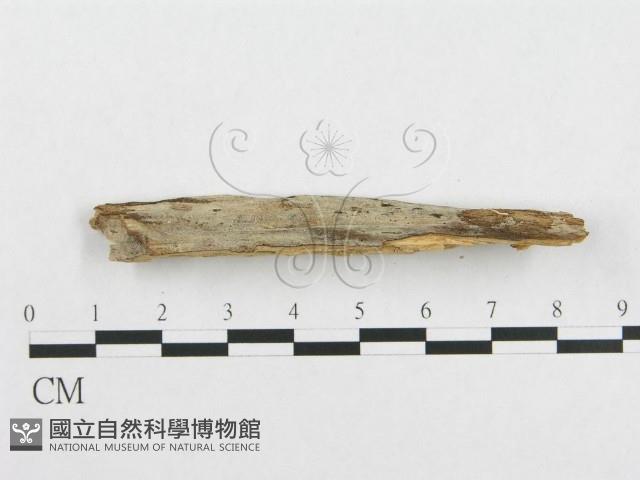 登錄號:F0016746藏品圖，第5張