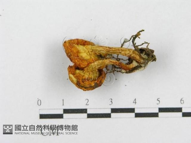登錄號:F0017046藏品圖，第5張