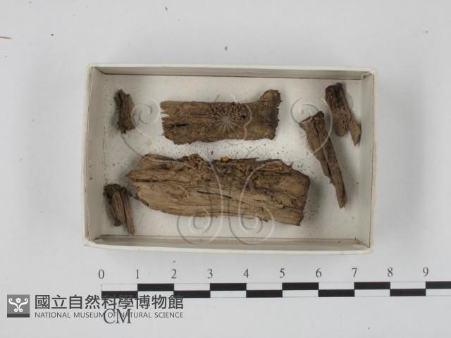 登錄號:F0018346藏品圖，第5張