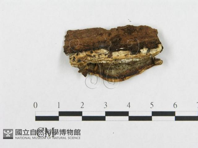 登錄號:F0017346藏品圖，第5張