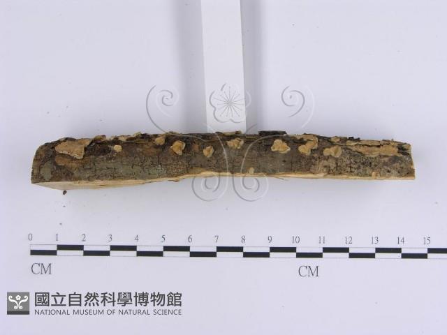 韌革菌屬藏品圖，第5張