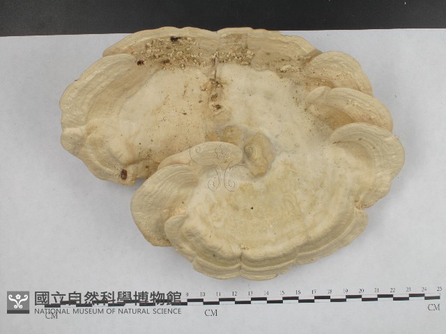 登錄號:F0004236藏品圖，第5張