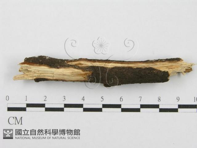 筍殼菌屬藏品圖，第5張