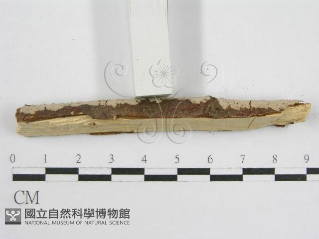 登錄號:F0012836藏品圖，第5張