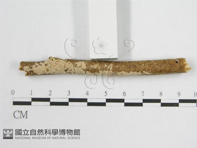 登錄號:F0013836藏品圖，第5張