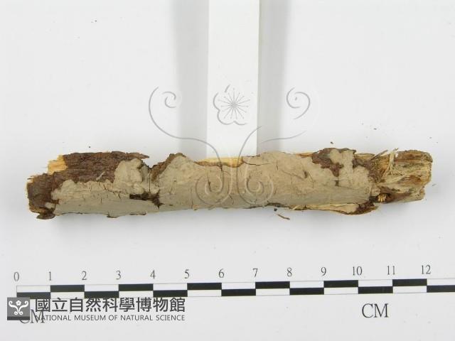 登錄號:F0001936藏品圖，第5張