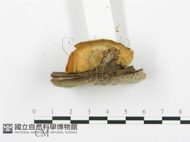 登錄號:F0002436藏品圖，第5張