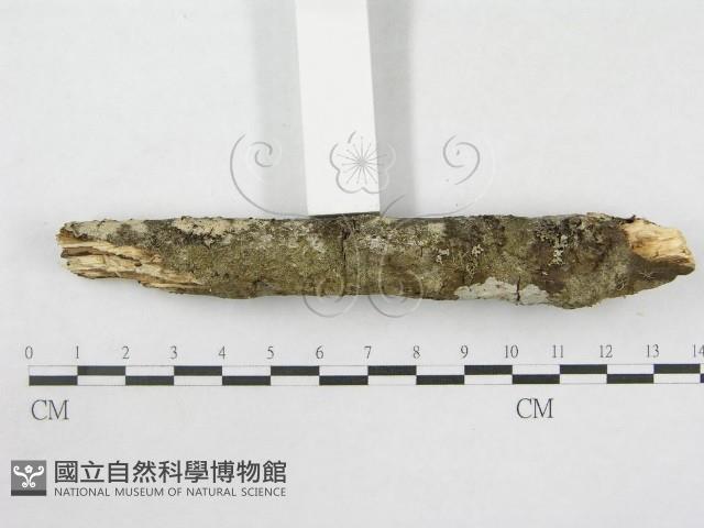 登錄號:F0014736藏品圖，第5張