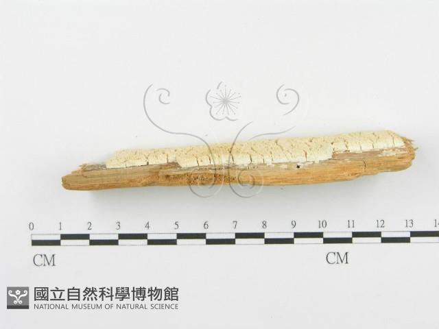 登錄號:F0005736藏品圖，第5張