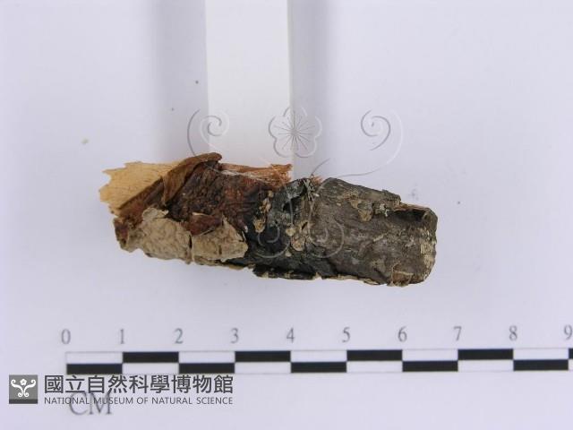 韌革菌屬藏品圖，第5張