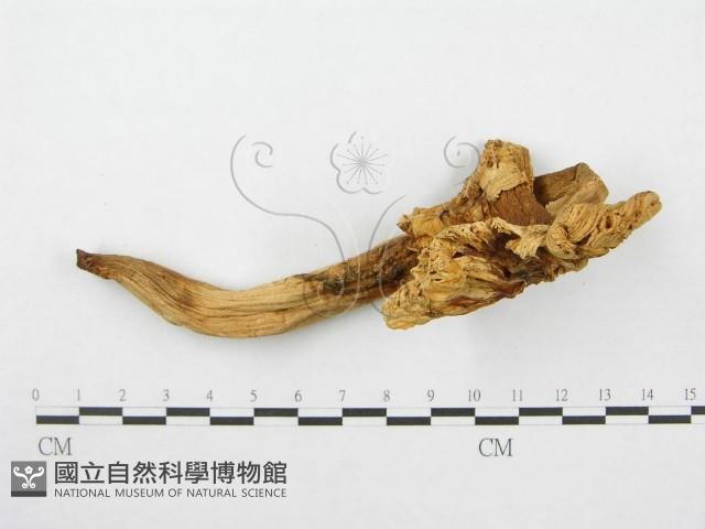 登錄號:F0011136藏品圖，第5張