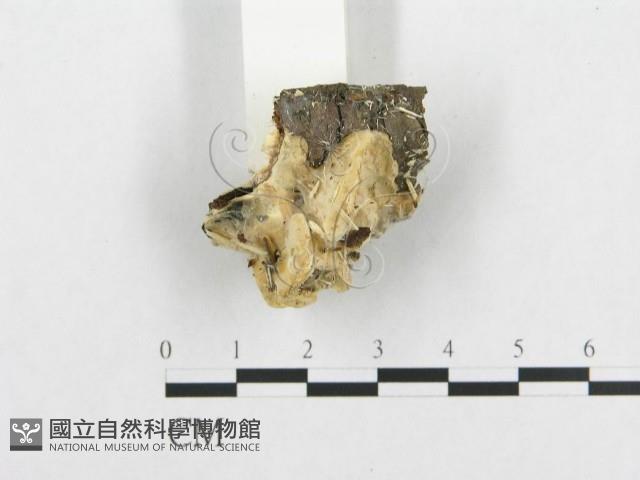 登錄號:F0007136藏品圖，第5張