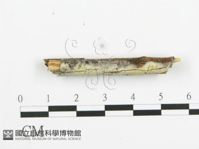 阿太菌屬藏品圖，第5張