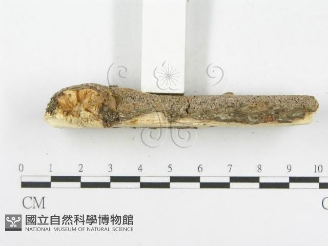 木層孔菌屬藏品圖，第5張