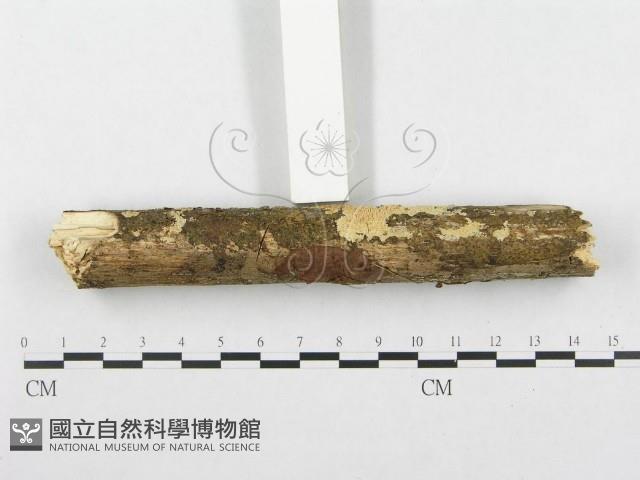 登錄號:F0001276藏品圖，第5張