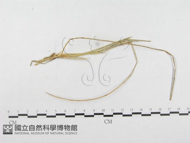 登錄號:F0019276藏品圖，第5張