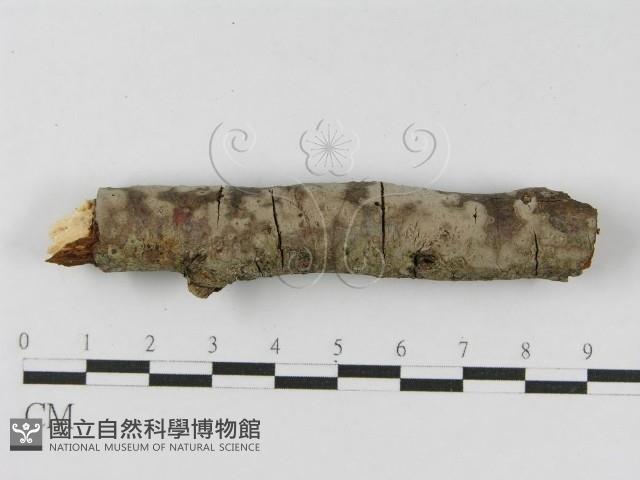 登錄號:F0010476藏品圖，第5張