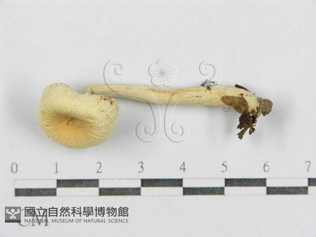 紅菇屬藏品圖，第5張