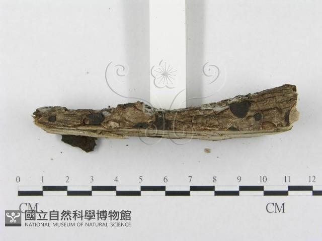 登錄號:F0012776藏品圖，第5張