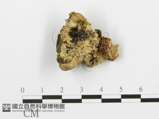 登錄號:F0019776藏品圖，第5張