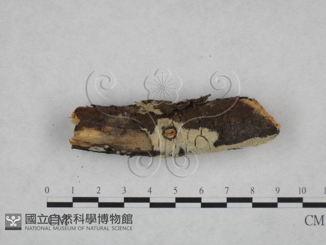 登錄號:F0025176藏品圖，第5張