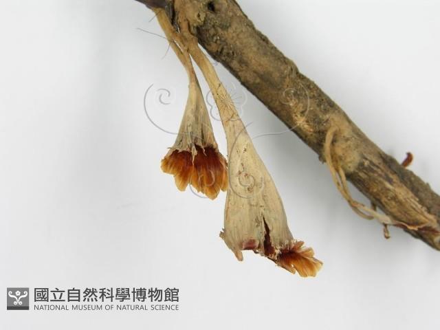 登錄號:F0015176藏品圖，第5張