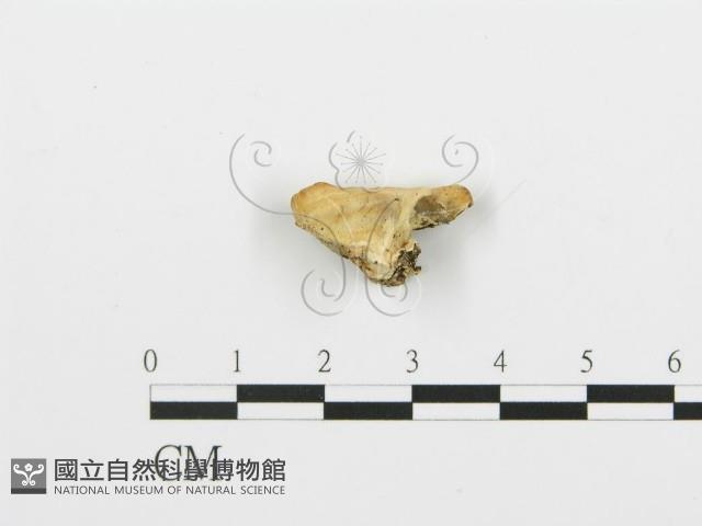 登錄號:F0006376藏品圖，第5張