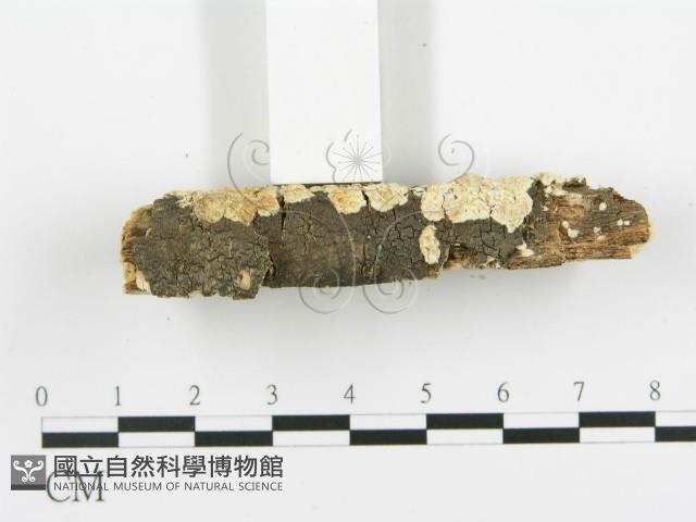 登錄號:F0015376藏品圖，第5張