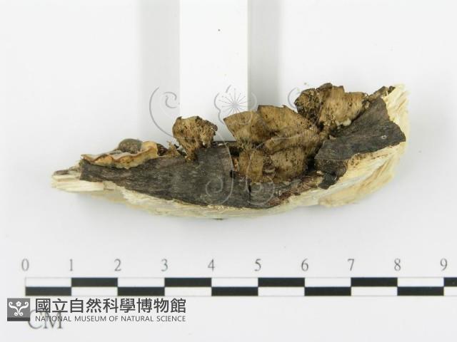 登錄號:F0016961藏品圖，第5張