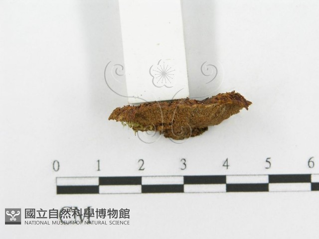 登錄號:F0002961藏品圖，第5張