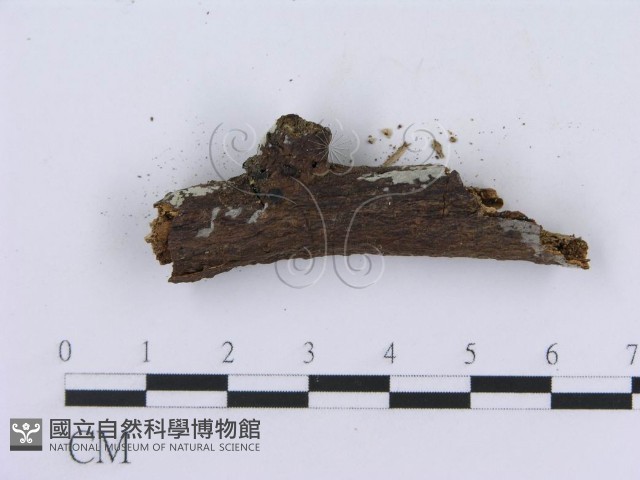 登錄號:F0008761藏品圖，第5張