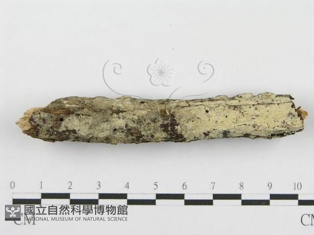 登錄號:F0009761藏品圖，第5張