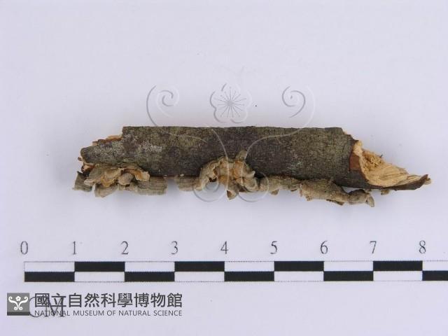 韌革菌屬藏品圖，第5張