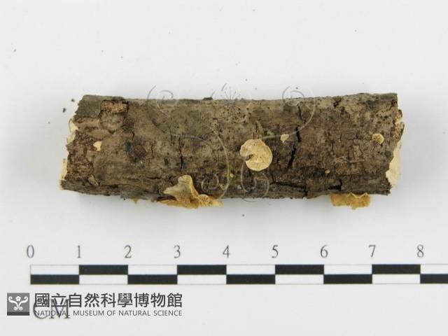 登錄號:F0002061藏品圖，第5張