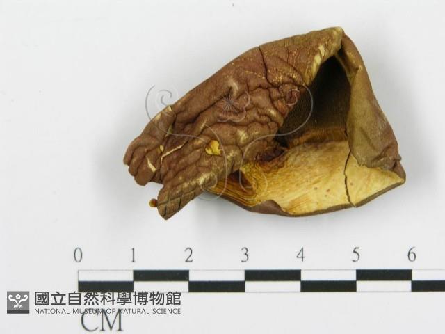 館號:F0020221藏品圖，第5張