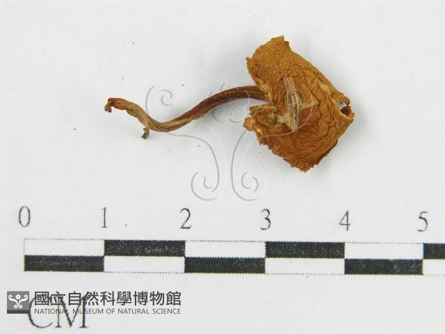 登錄號:F0004821藏品圖，第5張
