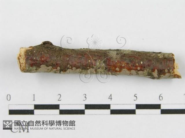 筍殼菌屬藏品圖，第5張