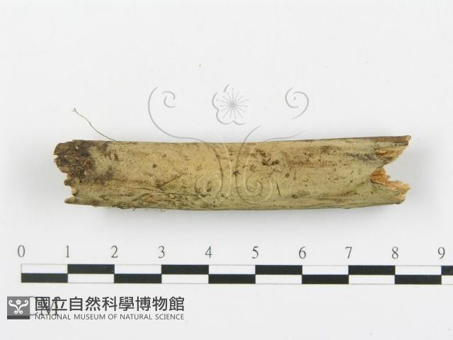 登錄號:F0013721藏品圖，第5張