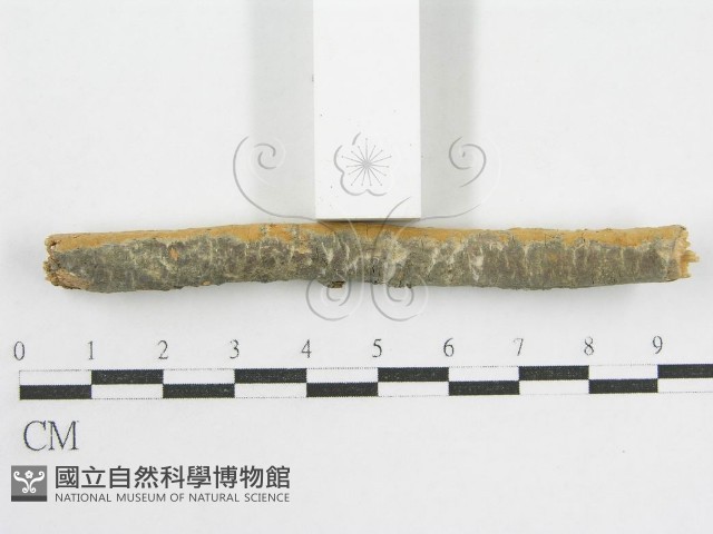 登錄號:F0002521藏品圖，第5張