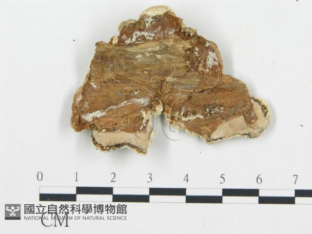 登錄號:F0017521藏品圖，第5張