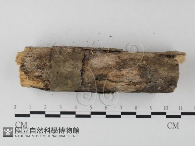 登錄號:F0001021藏品圖，第5張