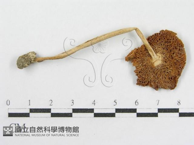登錄號:F0003321藏品圖，第5張