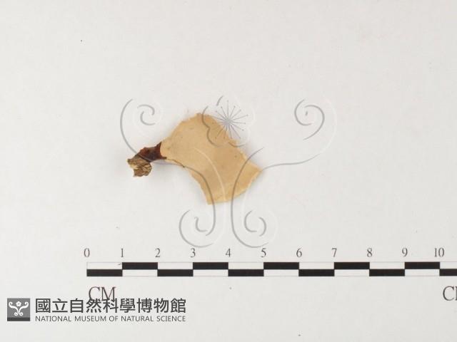 相鄰小孔菌藏品圖，第5張